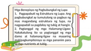 Mga Benepisyo ng Pagbubungkal ng Lupa
1. Pagpapabuti ng Estruktura ng Lupa: Ang
pagbubungkal ay tumutulong sa pagbuo ng
mas magandang estruktura ng lupa, na
nagpapadali sa pagdaloy ng tubig at hangin.
2. Pagtanggal ng mga Halamang-Ligaw:
Nakakatulong ito sa pagtanggal ng mga
damo at halamang-ligaw na maaaring
makipagkumpitensya sa mga pananim para
sa mga nutrients at tubig.
 