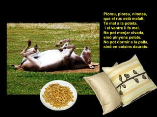Ploreu, ploreu, ninetes, que el ruc està malalt. Té mal a la poteta, i el ventre li fa mal. No pot menjar civada, sinó pinyons pelats. No pot dormir a la palla, sinó en coixins daurats. 