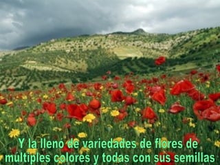 Y la llenó de variedades de flores de múltiples colores y todas con sus semillas. 