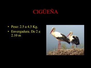 CIGÜEÑA Peso: 2.5 a 4.5 Kg. Envergadura. De 2 a 2.10 m 