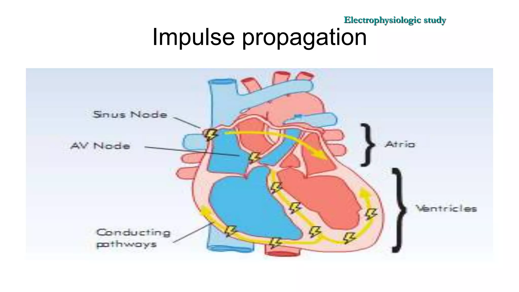 Basics of Electrophysiologic study, part 1 (2020)