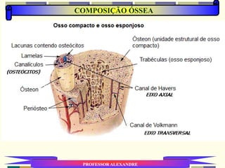 COMPOSIÇÃO ÓSSEA
PROFESSOR ALEXANDRE
 