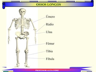 OSSOS LONGOS
PROFESSOR ALEXANDRE
Úmero
Rádio
Ulna
Fêmur
Tíbia
Fíbula
 