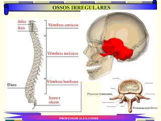 OSSOS IRREGULARES
PROFESSOR ALEXANDRE
Processo transverso
Processo espinhoso
 