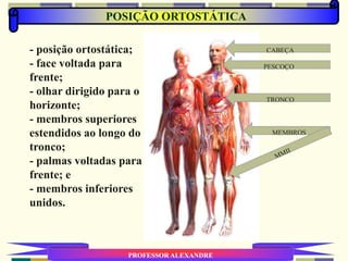 POSIÇÃO ORTOSTÁTICA
PROFESSOR ALEXANDRE
- posição ortostática;
- face voltada para
frente;
- olhar dirigido para o
horizonte;
- membros superiores
estendidos ao longo do
tronco;
- palmas voltadas para
frente; e
- membros inferiores
unidos.
CABEÇA
PESCOÇO
TRONCO
MEMBROS
 