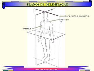 PLANOS DE DELIMITAÇÃO
PROFESSOR ALEXANDRE
PLANO FRONTAL OU CORONAL
ANTERIOR
POSTERIO
R
 