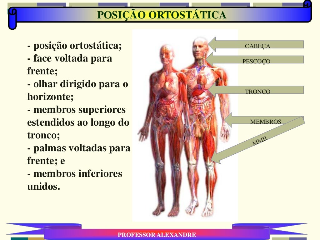 Anatomia corpo humano parte 1 Anatomia corpo humano parte 1