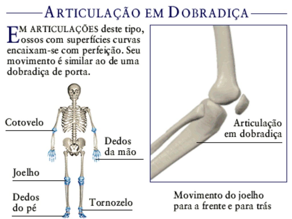 Anatomia corpo humano parte 1