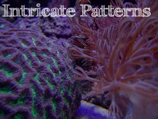 Intricate Patterns 
 