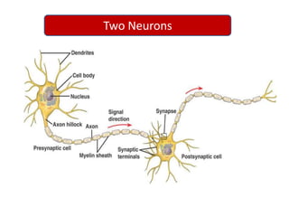 Neuronal Communication -EPSP & IPSP | PPTX