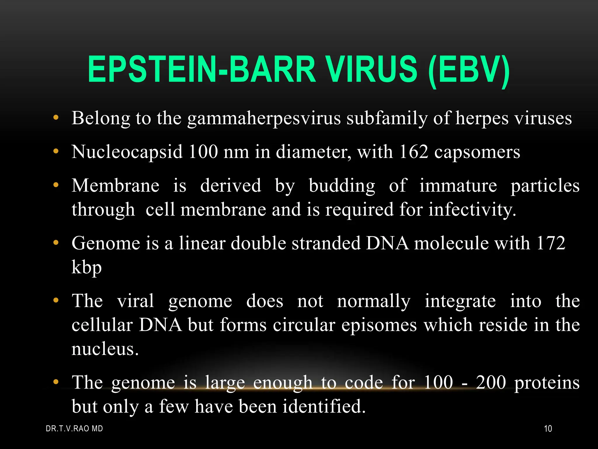 EPSTEIN-BARR VIRUS (EBV)
• Belong to the gammaherpesvirus subfamily of herpes viruses
• Nucleocapsid 100 nm in diameter, with 162 capsomers
• Membrane is derived by budding of immature particles
through cell membrane and is required for infectivity.
• Genome is a linear double stranded DNA molecule with 172
kbp
• The viral genome does not normally integrate into the
cellular DNA but forms circular episomes which reside in the
nucleus.
• The genome is large enough to code for 100 - 200 proteins
but only a few have been identified.
DR.T.V.RAO MD 10