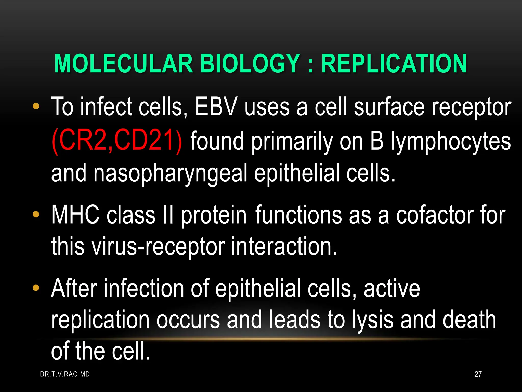 MOLECULAR BIOLOGY : REPLICATION
• To infect cells, EBV uses a cell surface receptor
(CR2,CD21) found primarily on B lymphocytes
and nasopharyngeal epithelial cells.
• MHC class II protein functions as a cofactor for
this virus-receptor interaction.
• After infection of epithelial cells, active
replication occurs and leads to lysis and death
of the cell.
DR.T.V.RAO MD 27