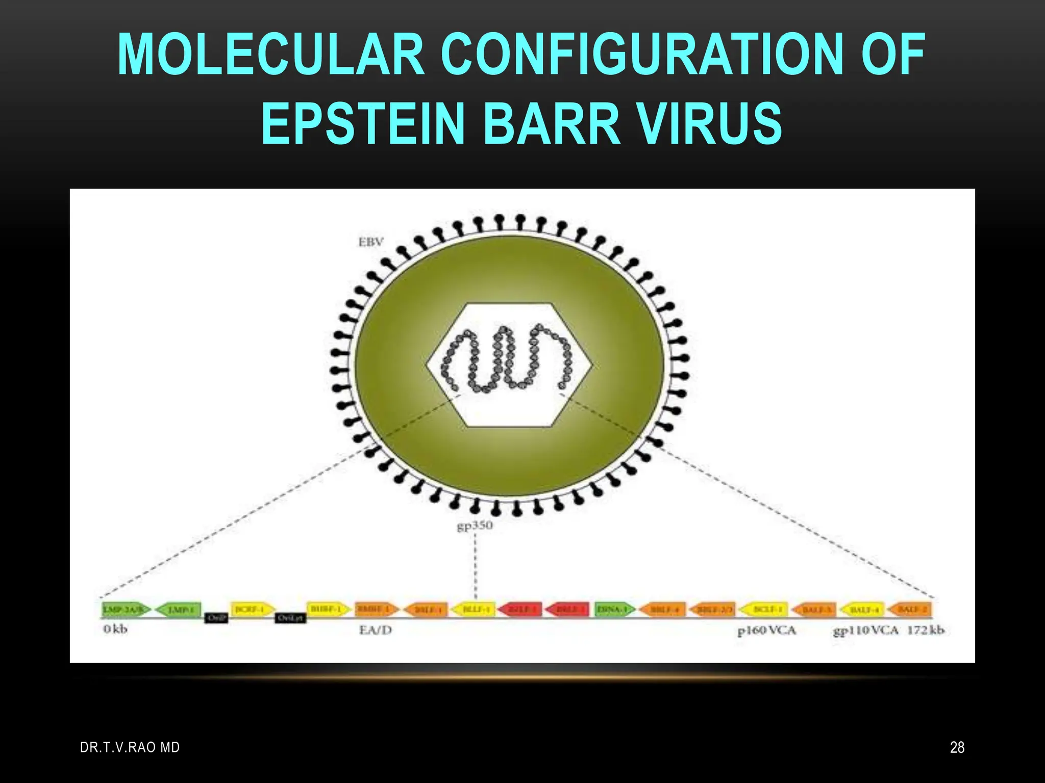 MOLECULAR CONFIGURATION OF
EPSTEIN BARR VIRUS
DR.T.V.RAO MD 28