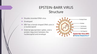 EPSTEIN-BARR VIRUS
Structure
 Double stranded DNA virus
 Enveloped
 EBV has a toroid-shaped DNA core in
a nucleocapsid
 External glycoprotein spikes, and a
protein tegument between the
nucleocapsid and envelope
 