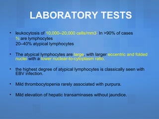 LABORATORY TESTS
• leukocytosis of 10,000–20,000 cells/mm3: In >90% of cases
⅔ are lymphocytes
20–40% atypical lymphocytes
• The atypical lymphocytes are large, with larger eccentric and folded
nuclei with a lower nuclear-to-cytoplasm ratio.
• the highest degree of atypical lymphocytes is classically seen with
EBV infection.
• Mild thrombocytopenia rarely associated with purpura.
• Mild elevation of hepatic transaminases without jaundice.
 