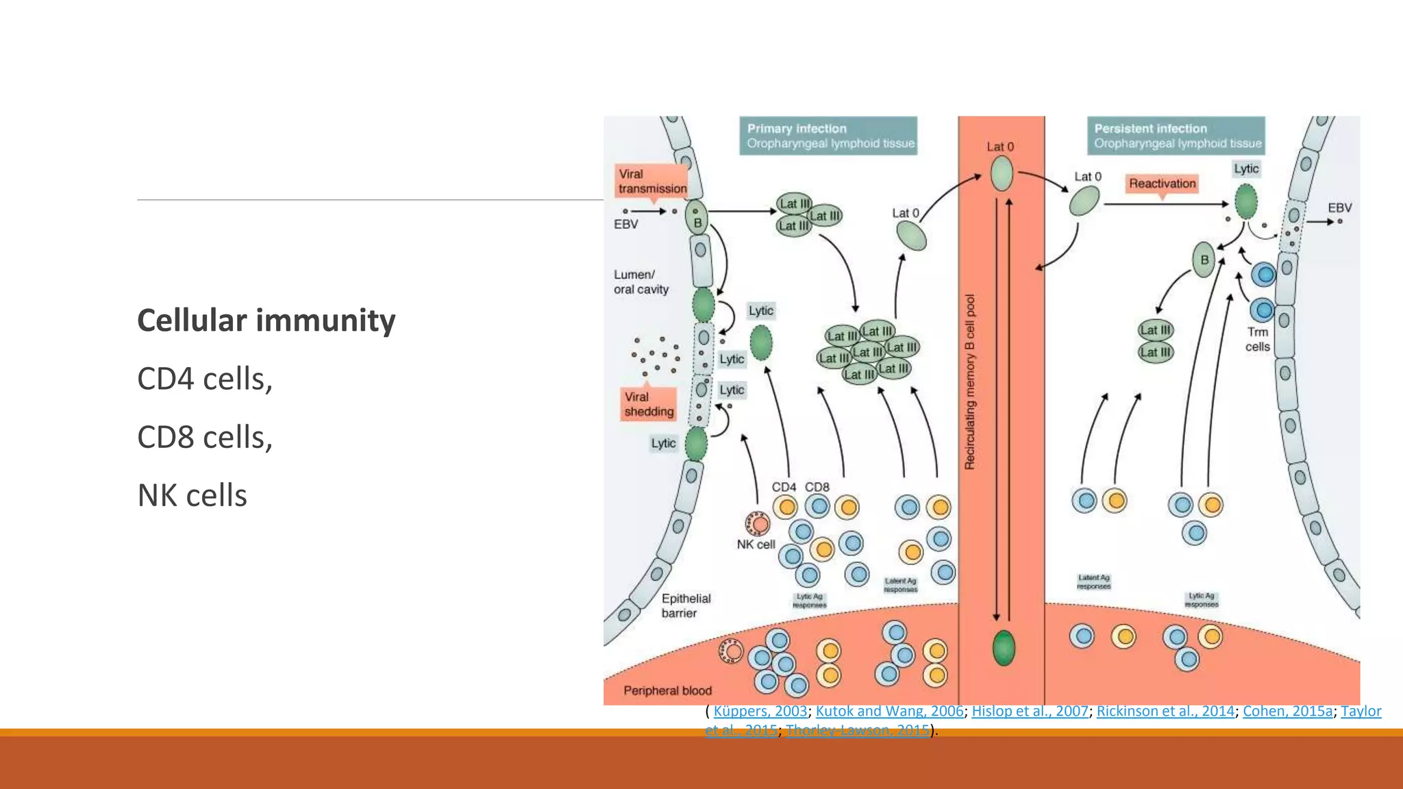 Cellular immunity
CD4 cells,
CD8 cells,
NK cells
( Küppers, 2003; Kutok and Wang, 2006; Hislop et al., 2007; Rickinson et al., 2014; Cohen, 2015a; Taylor
et al., 2015; Thorley-Lawson, 2015).
 