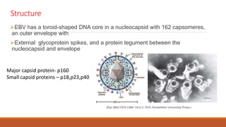 Structure
EBV has a toroid-shaped DNA core in a nucleocapsid with 162 capsomeres,
an outer envelope with
External glycoprotein spikes, and a protein tegument between the
nucleocapsid and envelope
Major capsid protein- p160
Small capsid proteins – p18,p23,p40
 
