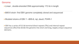 Genome
Linear , double-stranded DNA approximately 172 kb in length
B95-8 strain- first EBV genome completely cloned and sequenced
Mutated strains of EBV 1 –B95-8, raji ,daudi, P3HR-1
EBV has a series of 0.5 kb terminal direct repeats (TRs) and internal repeat
sequences (IRs) that divide the genome into short and long, largely unique sequence
domains.
 