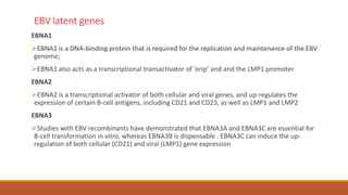 EBV latent genes
EBNA1
EBNA1 is a DNA-binding protein that is required for the replication and maintenance of the EBV
genome;
EBNA1 also acts as a transcriptional transactivator of ‘orip’ and and the LMP1 promoter
EBNA2
EBNA2 is a transcriptional activator of both cellular and viral genes, and up-regulates the
expression of certain B-cell antigens, including CD21 and CD23, as well as LMP1 and LMP2
EBNA3
Studies with EBV recombinants have demonstrated that EBNA3A and EBNA3C are essential for
B-cell transformation in vitro, whereas EBNA3B is dispensable . EBNA3C can induce the up-
regulation of both cellular (CD21) and viral (LMP1) gene expression
 