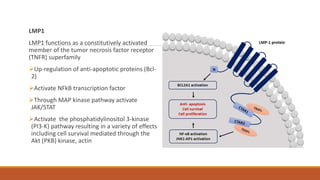 LMP1
LMP1 functions as a constitutively activated
member of the tumor necrosis factor receptor
(TNFR) superfamily
Up-regulation of anti-apoptotic proteins (Bcl-
2)
Activate NFkB transcription factor
Through MAP kinase pathway activate
JAK/STAT
Activate the phosphatidylinositol 3-kinase
(PI3-K) pathway resulting in a variety of effects
including cell survival mediated through the
Akt (PKB) kinase, actin
 