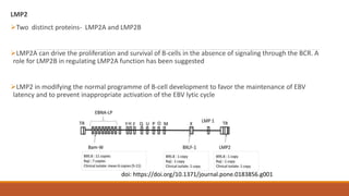 LMP2
Two distinct proteins- LMP2A and LMP2B
LMP2A can drive the proliferation and survival of B-cells in the absence of signaling through the BCR. A
role for LMP2B in regulating LMP2A function has been suggested
LMP2 in modifying the normal programme of B-cell development to favor the maintenance of EBV
latency and to prevent inappropriate activation of the EBV lytic cycle
doi: https://doi.org/10.1371/journal.pone.0183856.g001
 