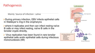 Pathogenesis
Mainly Source of infection : saliva
During primary infection, EBV infects epithelial cells
in Waldeyer’s ring in the oropharynx
where it replicates and then can infect resting naïve
B cells or may infect resting, naïve B cells in the
tonsilar crypts directly,
 Virus replication has been found in rare tonsilar
epithelial cells andin epithelial cells during infectious
mononucleosis (IM)
 