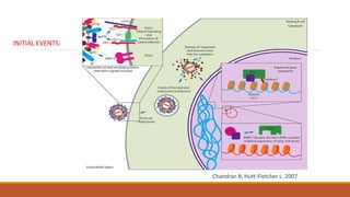 INITIAL EVENTS:
Chandran B, Hutt-Fletcher L. 2007
 