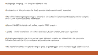 Fusogen gB and gH/gL.-For entry into epithelial cells
For infection of B lymphocytes-the B-cell receptor-binding protein gp42 is required
.
The EBV membrane glycoprotein gp42 binds to its cell surface receptor major histocompatibility complex
class II (MHC-II) to initiate entry into the cell.
Also, gp350/220 binds to its cell surface receptor CD21 for entry.
 gB CTD - cellular localization, cell surface expression, fusion function, and fusion regulation
Following endocytosis, the virion and packaged tegument proteins are released into the cytoplasm
following fusion of the virion membrane with endosomal membrane
The mechanism of how receptor binding by gH/gL or gp42 triggers fusion mediated by gB is still unknown.
 