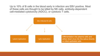 Up to 10% of B cells in the blood early in infection are EBV positive. Most
of these cells are thought to be killed by NK cells, antibody-dependent
cell-mediated cytotoxicity (ADCC), or cytotoxic T cells.
Latent replication
Differentiation into plasma cells and
either shed virus into the saliva directly
or infect epithelial cells
Lytic replication
Ebv infected B cells
 