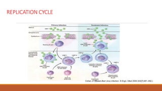 REPLICATION CYCLE
Cohen JI. Epstein-Barr virus infection. N Engl J Med 2000;343[7]:481–492.)
 