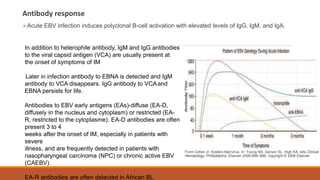 Antibody response
Acute EBV infection induces polyclonal B-cell activation with elevated levels of IgG, IgM, and IgA.
In addition to heterophile antibody, IgM and IgG antibodies
to the viral capsid antigen (VCA) are usually present at
the onset of symptoms of IM
Later in infection antibody to EBNA is detected and IgM
antibody to VCA disappears. IgG antibody to VCAand
EBNA persists for life.
Antibodies to EBV early antigens (EAs)-diffuse (EA-D,
diffusely in the nucleus and cytoplasm) or restricted (EA-
R, restricted to the cytoplasme). EA-D antibodies are often
present 3 to 4
weeks after the onset of IM, especially in patients with
severe
illness, and are frequently detected in patients with
nasopharyngeal carcinoma (NPC) or chronic active EBV
(CAEBV).
EA-R antibodies are often detected in African BL.
From Cohen JI. Epstein-Barrvirus. In: Young NS, Gerson SL, High KA, eds.Clinical
Hematology. Philadelphia: Elsevier,2006:956–966, copyright © 2006 Elsevier
 