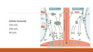 Cellular immunity
CD4 cells,
CD8 cells,
NK cells
( Küppers, 2003; Kutok and Wang, 2006; Hislop et al., 2007; Rickinson et al., 2014; Cohen, 2015a; Taylor
et al., 2015; Thorley-Lawson, 2015).
 