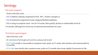Serology
EAs (early antigens) :
Early in the lytic cycle
EA-D (diffuse-staining component of EA) : 80% , Positive nasopha ca
EA-R (restricted component of early antigens):Burkitt lymphoma
EA is rising at symptom onset : rise for 3-4 weeks, then quickly decline to undetectable levels by
3-4 months, although low levels may be detected intermittently for years.
VCA (Viral capsid antigen)
late in the lytic cycle
N- terminal of full length p23 and the carboxy half of p18
VCA-IgM usually is measurable at symptom onset, peaks at 2-3 weeks, then declines and unmeasurable by
3-4 months.
VCA-IgG rises shortly after symptom onset, peaks at 2-3 months, then drops slightly but persists for life.
 