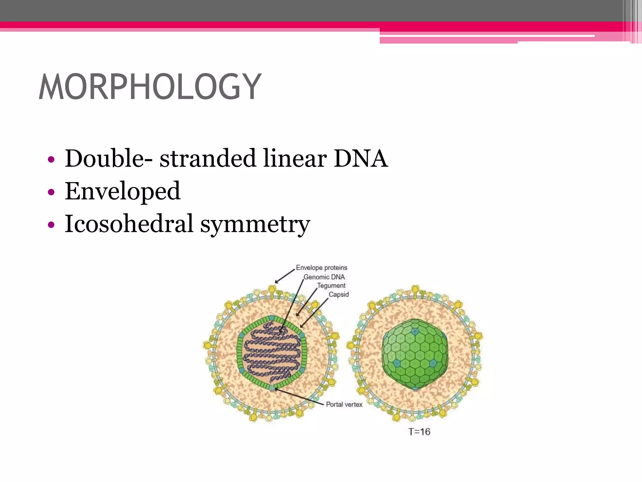 MORPHOLOGY
• Double- stranded linear DNA
• Enveloped
• Icosohedral symmetry