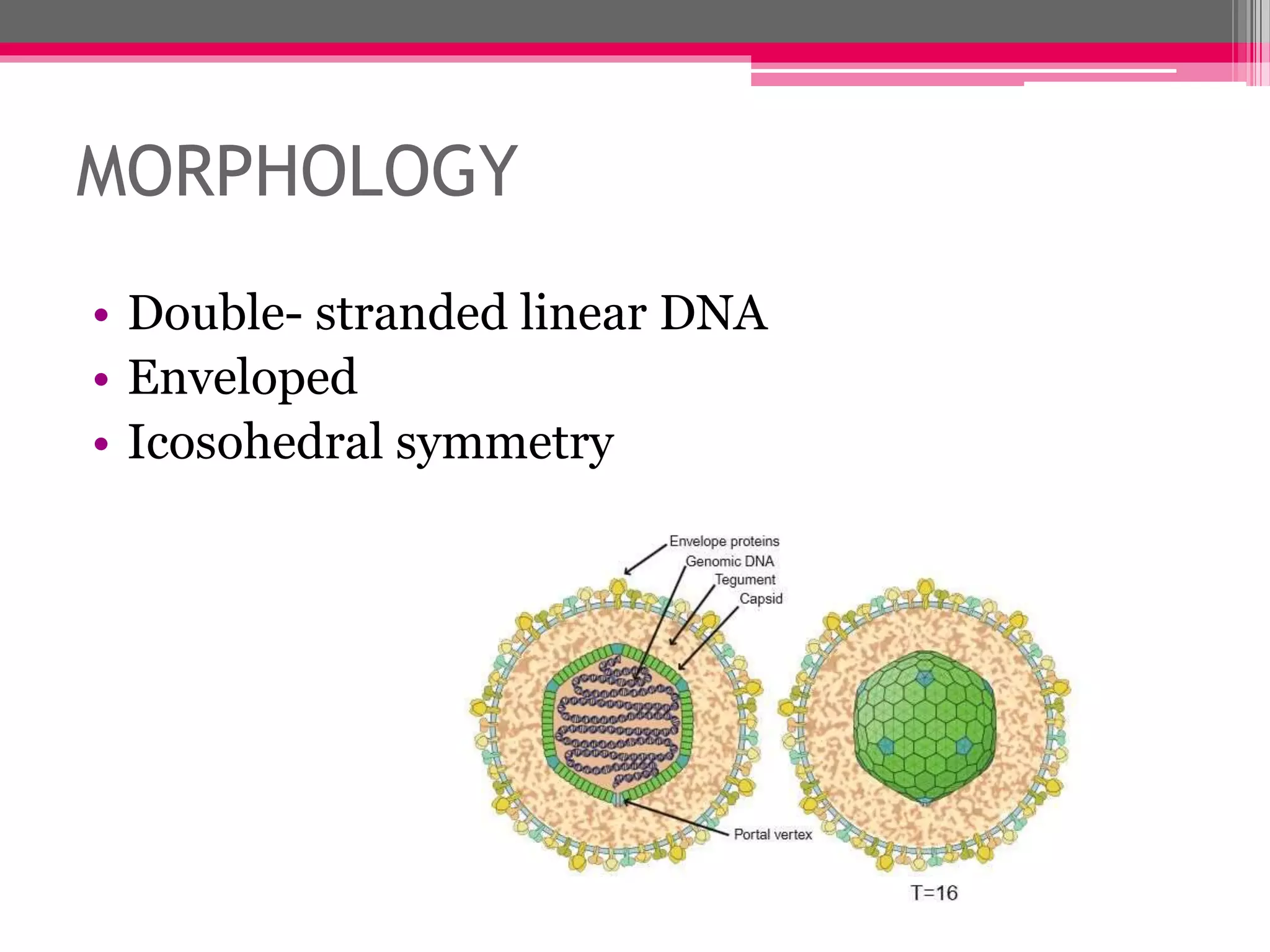 MORPHOLOGY
• Double- stranded linear DNA
• Enveloped
• Icosohedral symmetry