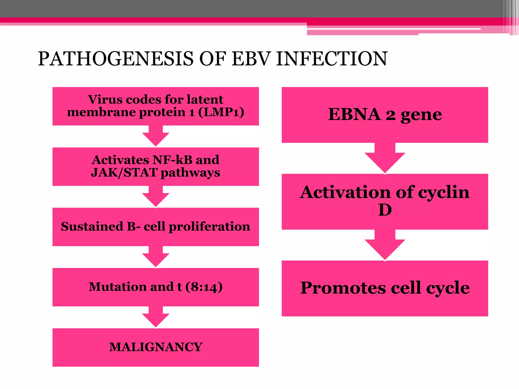 PATHOGENESIS OF EBV INFECTION
MALIGNANCY
Mutation and t (8:14)
Sustained B- cell proliferation
Activates NF-kB and
JAK/STAT pathways
Virus codes for latent
membrane protein 1 (LMP1)
Promotes cell cycle
Activation of cyclin
D
EBNA 2 gene