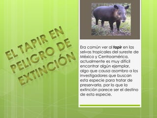 Era común ver al tapir en las
selvas tropicales del sureste de
México y Centroamérica,
actualmente es muy difícil
encontrar algún ejemplar,
algo que causa asombro a los
investigadores que buscan
esta especie para tratar de
preservarla, por lo que la
extinción parece ser el destino
de esta especie.
 