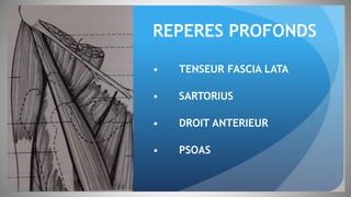 REPERES PROFONDS
• TENSEUR FASCIA LATA
• SARTORIUS
• DROIT ANTERIEUR
• PSOAS
 