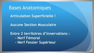 Bases Anatomiques
Articulation Superficielle !
Aucune Section Musculaire
Entre 2 territoires d’innervations :
- Nerf Fémoral
- Nerf Fessier Supérieur
 