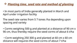  Planting time, seed rate and method of planting
• In most parts of India generally planted in March and
April under irrigation facility
The seed rate varies from 5 7 tones /ha depending upon
spacing and variety
• Corms weighing 500 g and planted at a distance of 90 cm x
90 cm, thus thereby require the seed corms of about 6 t/ha
• Corm weighing 250 300 g and planted at 60 cm x 60 cm
distance will requires the seed corms of about 7 t/ha
 