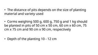 • The distance of pits depends on the size of planting
material and variety used
• Corms weighing 500 g, 600 g, 750 g and 1 kg should
be planted in pits of 50 cm x 50 cm, 60 cm x 60 cm, 75
cm x 75 cm and 90 cm x 90 cm, respectively
• Depth of the planting 10 - 12 cm
 