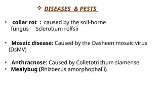  DISEASES & PESTS
• collar rot : caused by the soil-borne
fungus Sclerotium rolfsii
• Mosaic disease: Caused by the Dasheen mosaic virus
(DsMV)
• Anthracnose: Caused by Colletotrichum siamense
• Mealybug (Rhizoecus amorphophalli)
 