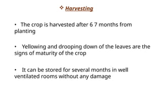  Harvesting
• The crop is harvested after 6 7 months from
planting
• Yellowing and drooping down of the leaves are the
signs of maturity of the crop
• It can be stored for several months in well
ventilated rooms without any damage
 