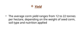 • The average corm yield ranges from 12 to 22 tonnes
per hectare, depending on the weight of seed corm,
soil type and nutrition applied
 Yield
 