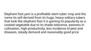 Elephant foot yam is a profitable stem tuber crop and the
name its self derived from its huge, heavy solitary tubers
that look like elephant foot it is gaining its popularity as a
cooked vegetable due to its shade tolerance, easiness in
cultivation, high productivity, less incidence of pest and
diseases, steady demand and reasonably good price
 