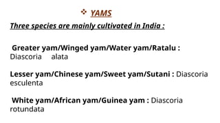 Three species are mainly cultivated in India :
 YAMS
Greater yam/Winged yam/Water yam/Ratalu :
Diascoria alata
Lesser yam/Chinese yam/Sweet yam/Sutani : Diascoria
esculenta
White yam/African yam/Guinea yam : Diascoria
rotundata
 