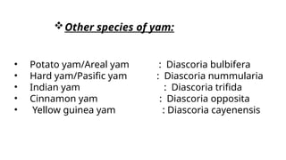 • Potato yam/Areal yam : Diascoria bulbifera
• Hard yam/Pasific yam : Diascoria nummularia
• Indian yam : Diascoria trifida
• Cinnamon yam : Diascoria opposita
• Yellow guinea yam : Diascoria cayenensis
Other species of yam:
 