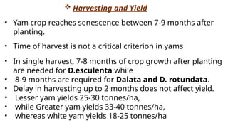 • In single harvest, 7-8 months of crop growth after planting
are needed for D.esculenta while
• 8-9 months are required for Dalata and D. rotundata.
• Delay in harvesting up to 2 months does not affect yield.
• Lesser yam yields 25-30 tonnes/ha,
• while Greater yam yields 33-40 tonnes/ha,
• whereas white yam yields 18-25 tonnes/ha
• Time of harvest is not a critical criterion in yams
• Yam crop reaches senescence between 7-9 months after
planting.
 Harvesting and Yield
 