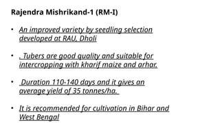 Rajendra Mishrikand-1 (RM-I)
• An improved variety by seedling selection
developed at RAU, Dholi
• . Tubers are good quality and suitable for
intercropping with kharif maize and arhar.
• Duration 110-140 days and it gives an
average yield of 35 tonnes/ha.
• It is recommended for cultivation in Bihar and
West Bengal
 