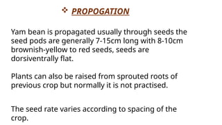Yam bean is propagated usually through seeds the
seed pods are generally 7-15cm long with 8-10cm
brownish-yellow to red seeds, seeds are
dorsiventrally flat.
Plants can also be raised from sprouted roots of
previous crop but normally it is not practised.
The seed rate varies according to spacing of the
crop.
 PROPOGATION
 